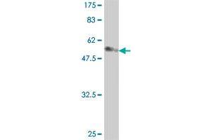 Western Blot detection against Immunogen (56. (HAX1 antibody  (AA 1-279))