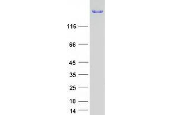 COL15A1 Protein (Myc-DYKDDDDK Tag)