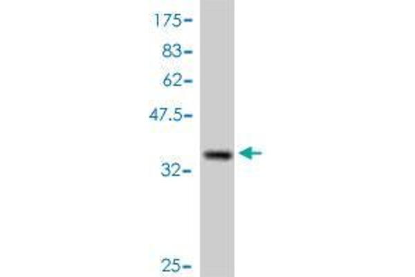 CTNNBIP1 antibody  (AA 1-81)