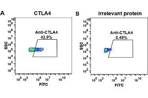 cell line transfected with irrelevant protein (B)  and human C (A)  were surface stained with anti-C neutralizing antibody 1 μg/mL (ipilimumab) followed by Alexa 488-conjugated anti-human IgG secondary antibody. (Recombinant CTLA-4 (Ipilimumab Biosimilar) antibody)