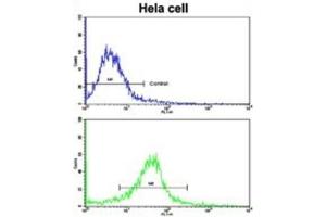 Flow Cytometry (FACS) image for anti-Chloride Channel, Nucleotide-Sensitive, 1A (CLNS1A) antibody (ABIN3002661) (CLNS1A antibody)