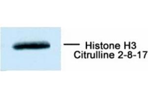 Western Blotting (WB) image for anti-Histone 3 (H3) (ciArg2) antibody (ABIN1107556) (Histone 3 antibody  (ciArg2))