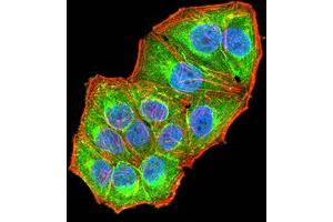 Immunofluorescence analysis of Hela cells using NAA10 mouse mAb (green). (NAA10 antibody  (AA 111-235))