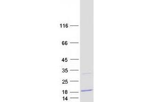 Validation with Western Blot (C20ORF27 Protein (Myc-DYKDDDDK Tag))