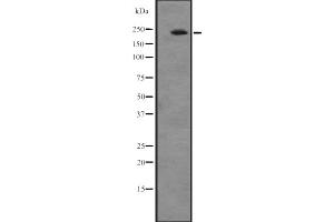 Western blot analysis of ATRN expression in A549 cell line lysates ,The lane on the left is treated with the antigen-specific peptide. (Attractin antibody  (N-Term))