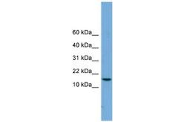 PAGE4 antibody  (C-Term)