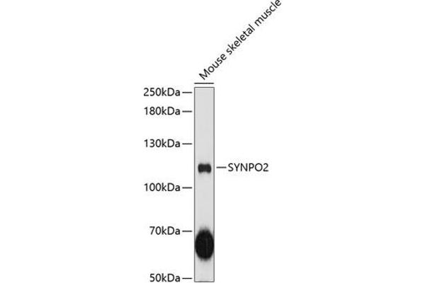 SYNPO2 antibody  (AA 1-300)