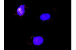 Proximity Ligation Analysis of protein-protein interactions between RXRA and RARA. (Retinoic Acid Receptor alpha antibody  (AA 315-424))