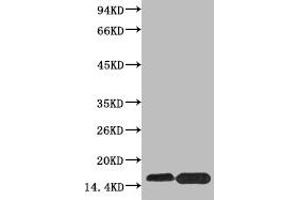 Western blot analysis of extracts from Hela cells, untreated (-) or treated, 1:5000. (HIST1H4A antibody  (pSer47))