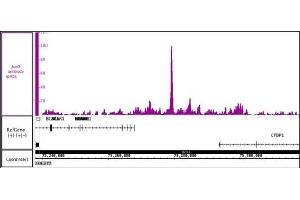 JunD antibody (pAb) tested by ChIP-Seq Chromatin immunoprecipitation (ChIP) was performed using the ChIP-IT High Sensitivity Kit with 30 μg of chromatin from human endometrial stromal cell chromatin and 4 μg of JunD antibody. (JunD antibody  (N-Term))