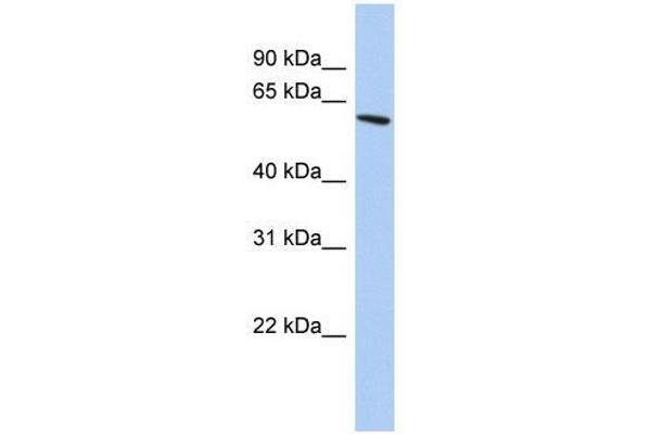 ZNF567 antibody  (N-Term)