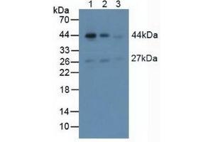 Western blot analysis of (1) Mouse Brain Tissue, (2) Mouse Heart Tissue and (3) Mouse Skeletal Muscle Tissue. (Smooth Muscle Actin antibody  (AA 167-377))