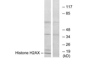 Western Blotting (WB) image for anti-H2A Histone Family, Member X (H2AFX) (C-Term) antibody (ABIN1849185) (H2AFX antibody  (C-Term))