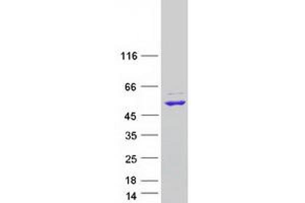 RNMTL1 Protein (Myc-DYKDDDDK Tag)