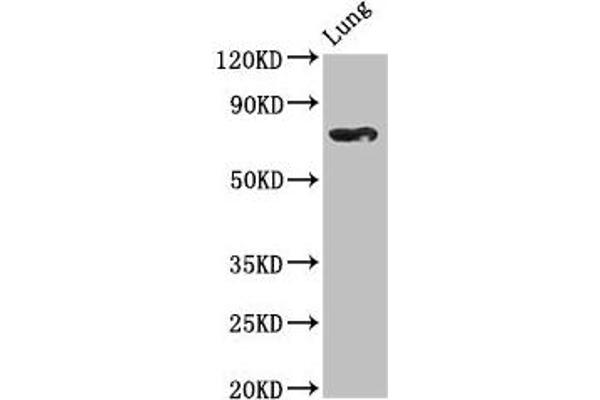 TBX2 antibody  (AA 299-573)