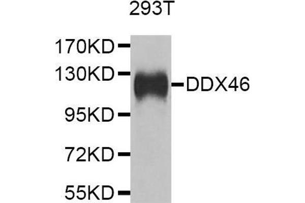 DDX46 antibody  (AA 682-1031)