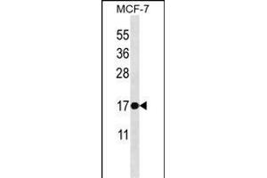 BAX Antibody (ABIN1539948 and ABIN2843874) western blot analysis in MCF-7 cell line lysates (35 μg/lane). (BAX antibody  (AA 28-56))