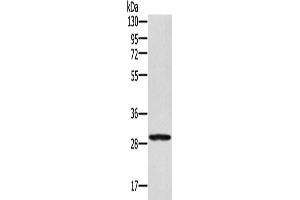 Western Blotting (WB) image for anti-Ectodysplasin A2 Receptor (EDA2R) antibody (ABIN2429983) (Ectodysplasin A2 Receptor antibody)