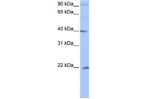 C4ORF33 antibody used at 0. (C4orf33 Antikörper  (C-Term))