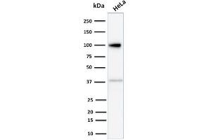 Western Blot Analysis of human HeLa cell lysate using Major Vault Protein (MVP) Mouse Monoclonal Antibody (Clone 1014). (MVP antibody)