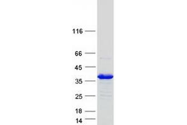 Syntaxin 1B Protein (STX1B) (Myc-DYKDDDDK Tag)