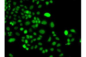 Immunofluorescence analysis of A549 cells using PIP4K2A antibody (ABIN5975539). (PIP4K2A antibody)