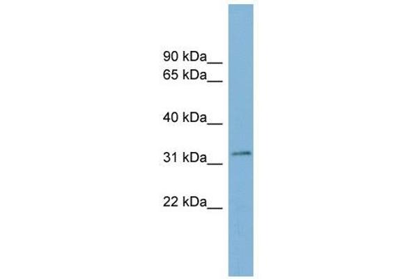 TMEM163 antibody  (Middle Region)