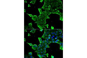 Immunofluorescence analysis of  cells using NCS1 antibody . (NCS1 antibody  (AA 1-190))