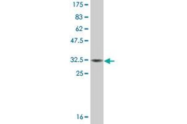 MT3 antibody  (AA 1-68)