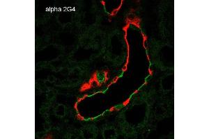 Immunohistochemistry analysis using Mouse Anti-ENaC alpha Monoclonal Antibody, Clone 2G4 . (SCNN1A antibody  (AA 46-68) (APC))