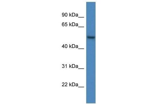 ARHGAP19 antibody  (C-Term)