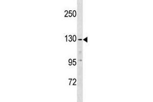 Anti-EGF antibody western blot analysis in K562 lysate (EGF antibody  (AA 940-967))