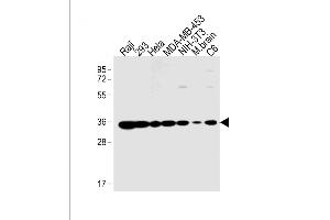 All lanes : Anti-PHB2 Antibody  at 1:1000 dilution Lane 1: Raji whole cell lysate Lane 2: 293 whole cell lysate Lane 3: Hela whole cell lysate Lane 4: MDA-MB-453 whole cell lysate Lane 5: NIH/3T3 whole cell lysate Lane 6: mouse brain lysate Lane 7: C6 whole cell lysate Lysates/proteins at 20 μg per lane. (Prohibitin 2 antibody  (AA 225-255))