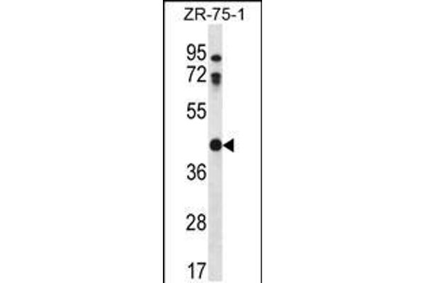 CTSO antibody  (N-Term)