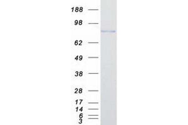 KIF2C Protein (Myc-DYKDDDDK Tag)