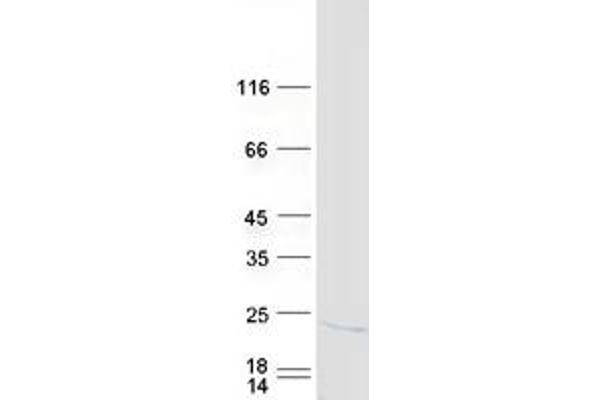 POLR2H Protein (Myc-DYKDDDDK Tag)