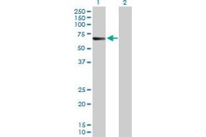 Western Blot analysis of CREB5 expression in transfected 293T cell line by CREB5 MaxPab polyclonal antibody. (CREB5 antibody  (AA 1-508))