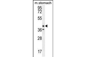 Western blot analysis in mouse stomach tissue lysates (35ug/lane). (TECTB antibody  (N-Term))