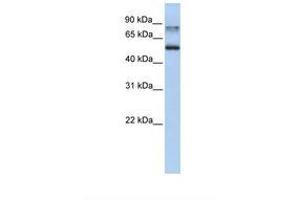 Image no. 1 for anti-Epsin 1 (EPN1) (AA 432-481) antibody (ABIN6739026) (Epsin 1 antibody  (AA 432-481))