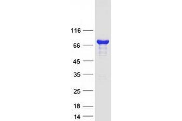 RCSD1 Protein (Myc-DYKDDDDK Tag)