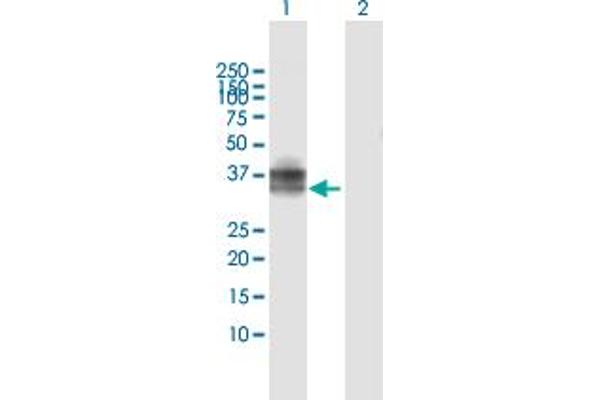 CD207 antibody  (AA 1-328)