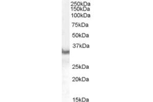 Western Blotting (WB) image for anti-CD274 (PD-L1) (C-Term) antibody (ABIN2466089) (PD-L1 antibody  (C-Term))