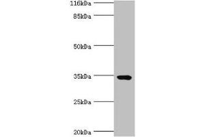 Western blot All lanes: TMCO5A antibody at 6 μg/mL + MCF-7 whole cell lysate Secondary Goat polyclonal to rabbit IgG at 1/10000 dilution Predicted band size: 35, 27 kDa Observed band size: 35 kDa (TMCO5A antibody  (AA 10-192))