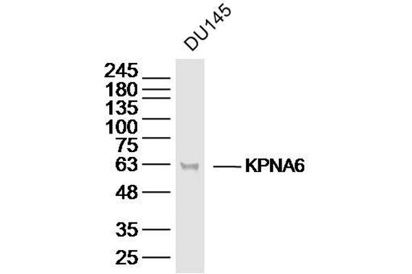 KPNA6 antibody  (AA 101-200)