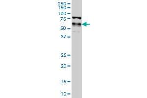 Western Blotting (WB) image for anti-Yes-Associated Protein 1 (YAP1) (AA 53-161) antibody (ABIN564526)