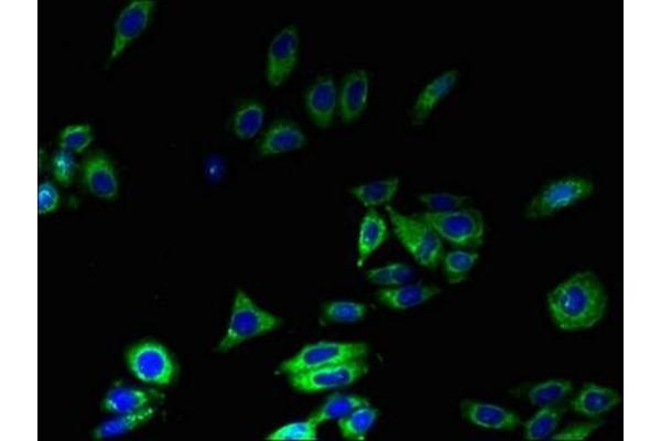 MFSD8 antibody  (AA 1-40)