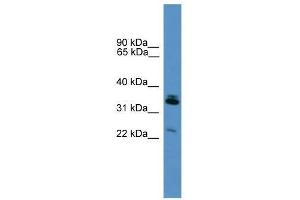 Synpr antibody used at 0. (Synaptoporin antibody  (Middle Region))