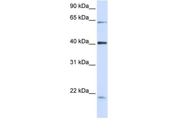 C19orf46 antibody  (N-Term)