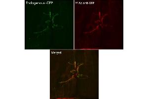 Immunofluorescence (IF) image for anti-Green Fluorescent Protein (GFP) antibody (ABIN1439999) (GFP antibody)