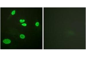 Immunofluorescence (IF) image for anti-Histone 3 (H3) (H3K9ac) antibody (ABIN2890729) (Histone 3 antibody  (H3K9ac))